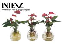 Anthurium mix in Kingston glass