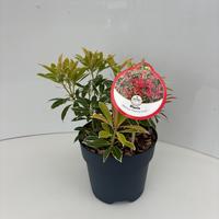 Pieris jap. Flaming Silver