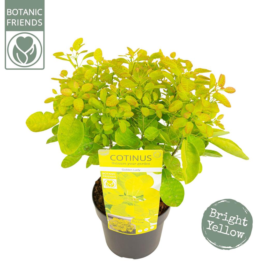 Picture of Cotinus cogg. Golden Lady P19 (3 Ltr)