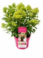 Hydrangea pan. Pinklight