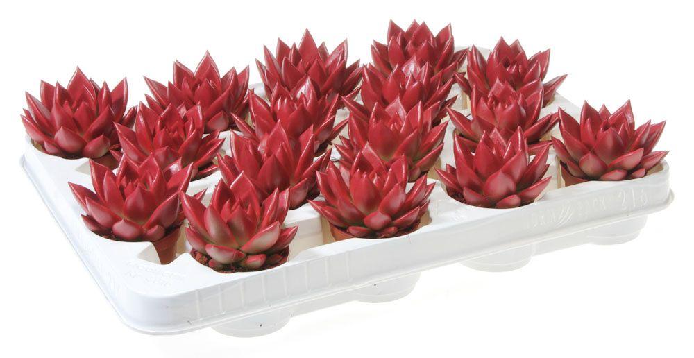 Obrazek Echeveria Miranda Rainbow bordeaux red P6 8CM