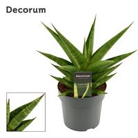 Sansevieria Snow Lotus Crown