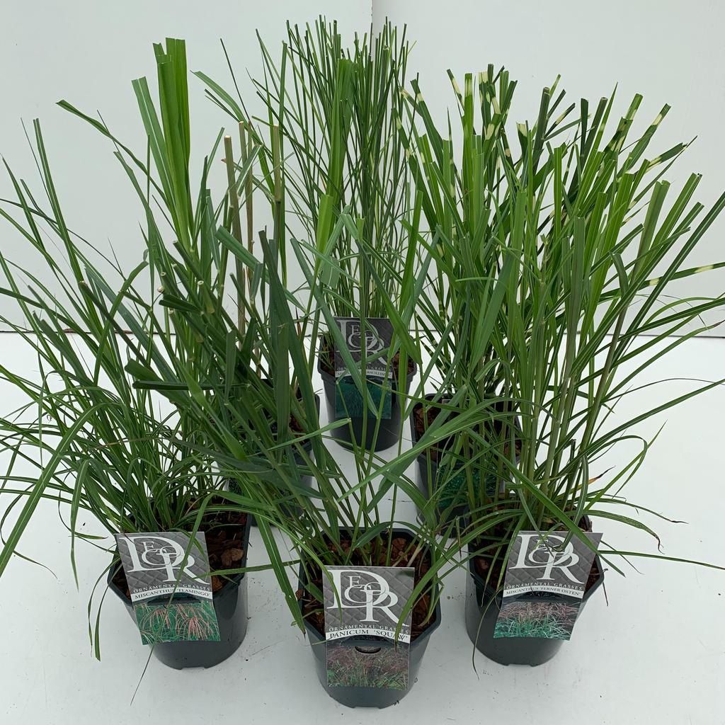 Obrázek Grasses in varieties exclusive P17 (2 Ltr) Square