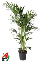 Howea forsteriana (Kentia) 8 PP