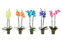 Phalaenopsis hybrid I Am varieis painted