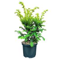 Taxus b. Kupfergold