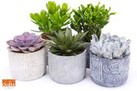 SuPure® - Succulent mix in Toledo 14 UK - NON CITES