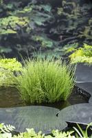 Equisetum scirpoides
