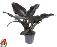 Philodendron Imperial Red