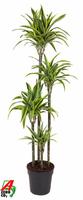 Dracaena Lemon Lime 120-90-60-30