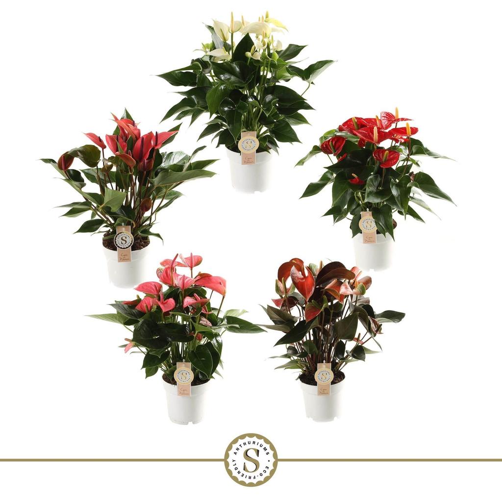 Picture of Anthurium Top in 5 varieties P14 50CM