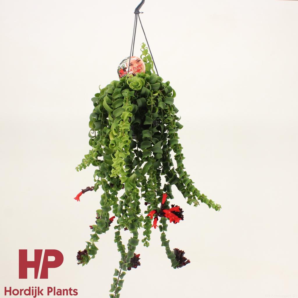 Billede af Aeschynanthus Rasta P15 50CM