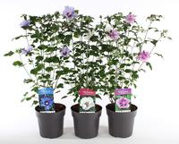 Hibiscus syriacus in varieties