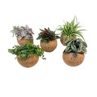 Kokodama Green Smit Collection (No String)