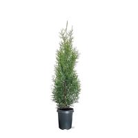 Thuja occ. King of Brabant