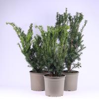 Taxus in varieties