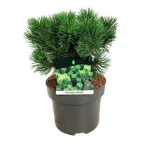 Pinus mugo Mumpitz