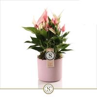 Anthurium Lilli in Bari ceramic