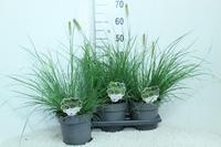 Pennisetum al. Hameln
