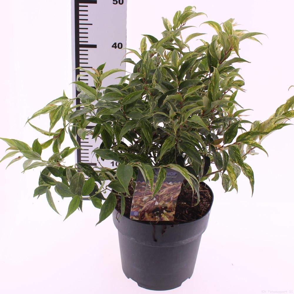 Picture of Leucothoe walteri Rainbow P21 (4 Ltr)