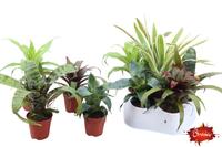 Bromelia Forrest bot. varieties