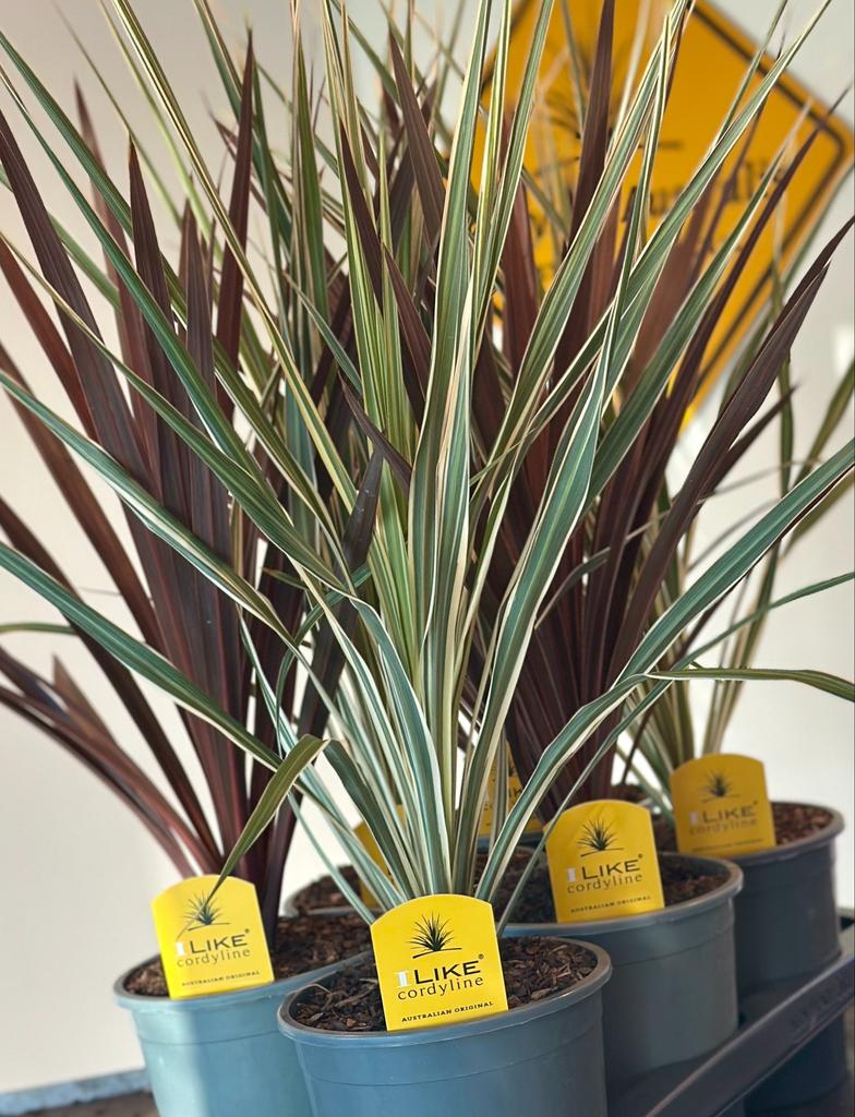 Picture of Cordyline Australis Redstar/Variegata mix P17 (2 Ltr)