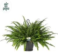 Nephrolepis Green Lady hanging basket - Air So Pure (INDOOR)