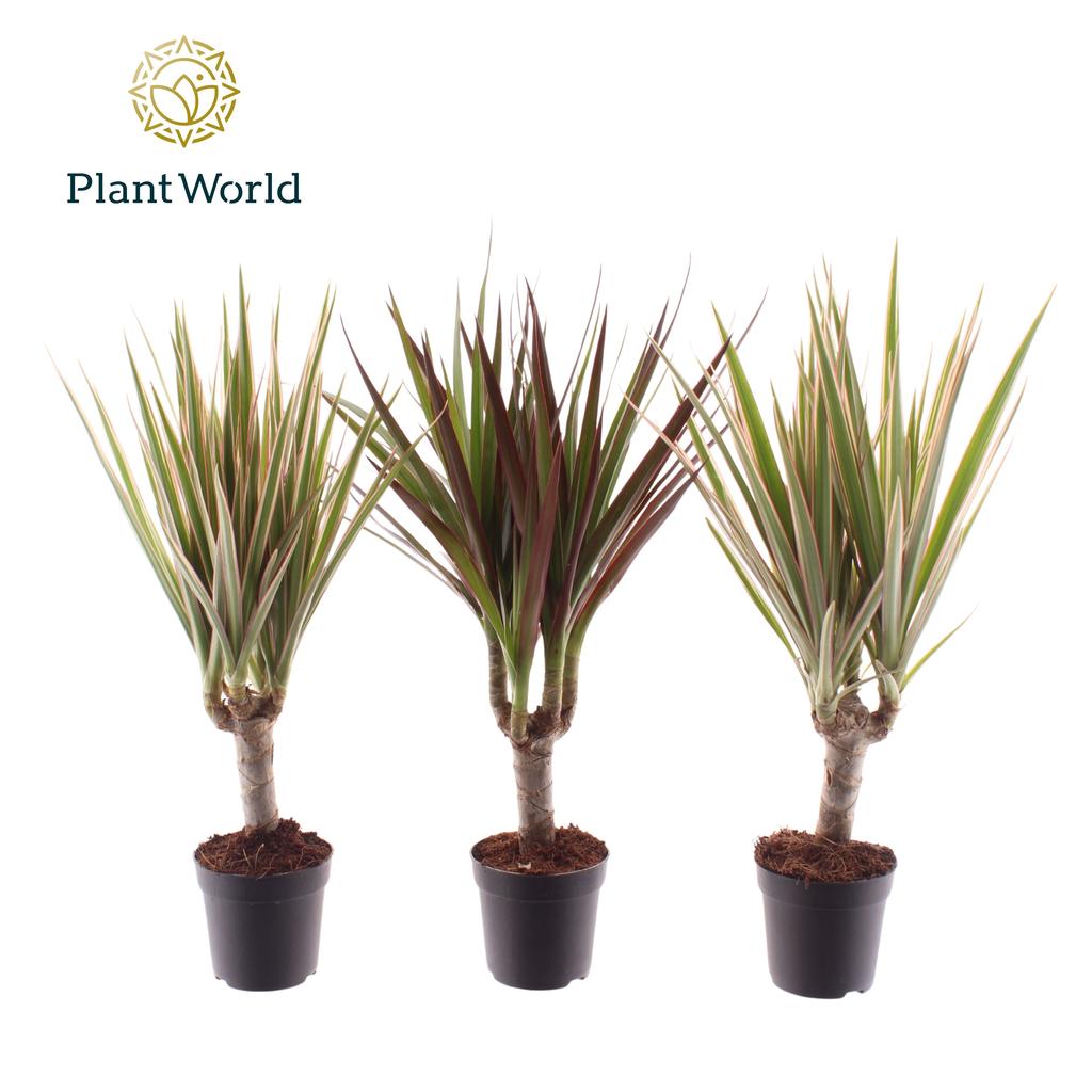 Picture of Dracaena Tiny in varieties (Decorum) P7 35CM