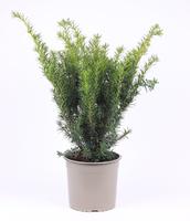 Taxus media Densiformis