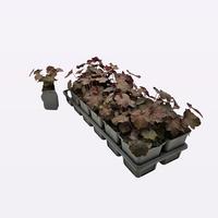 Heuchera micr. Palace purple