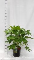 Fatsia japonica
