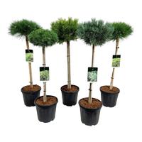Coniferen in varieties