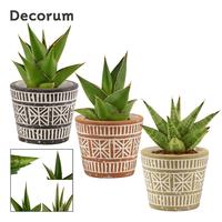 Sansevieria Crown Mix in Claire (Neo architect-collection)