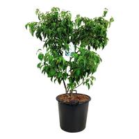 Cornus kousa China Girl
