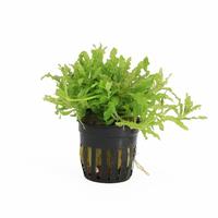 Pogostemon helferi
