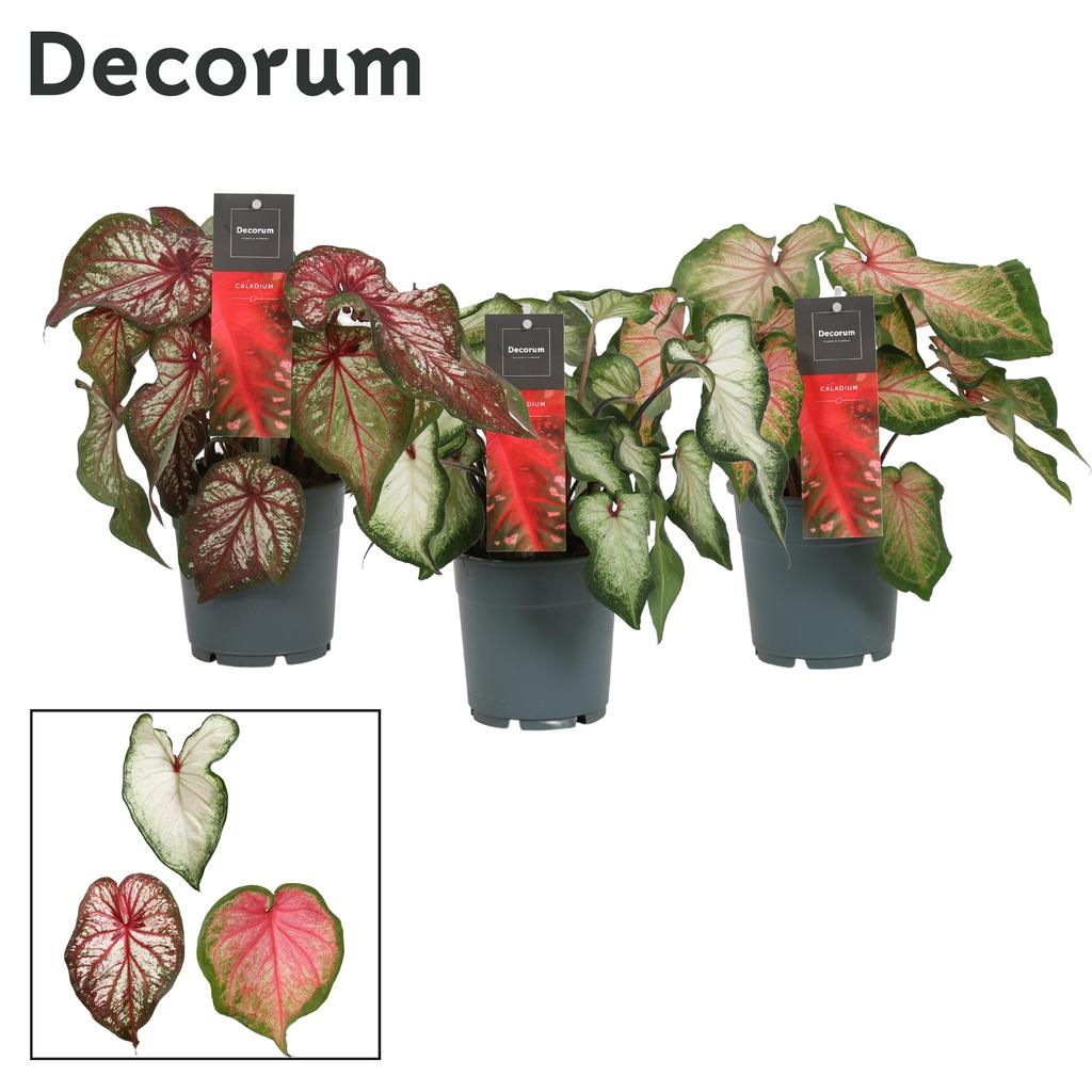 Picture of Caladium in varieties (Decorum) P12 25CM