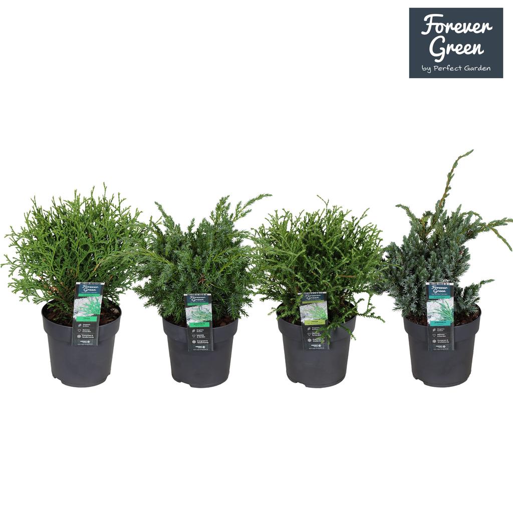 Picture of Conifers in varieties P14-(1.3-LTR) 30CM