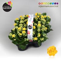 Garden Kalanchoe - Yellow 4-pack 4-PACK 23cm Piece × 12 - £ 7.16 Shelf £ 6.96 Trolley