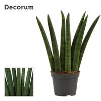 Sansevieria Cylindrica Fan