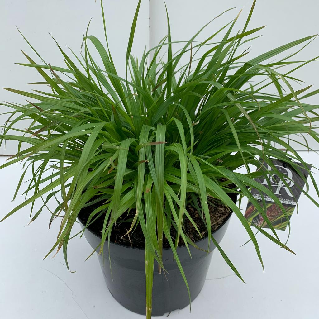 Picture of Pennisetum Viridescens P29 (10 Ltr)