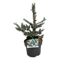 Abies koreana Silberlocke