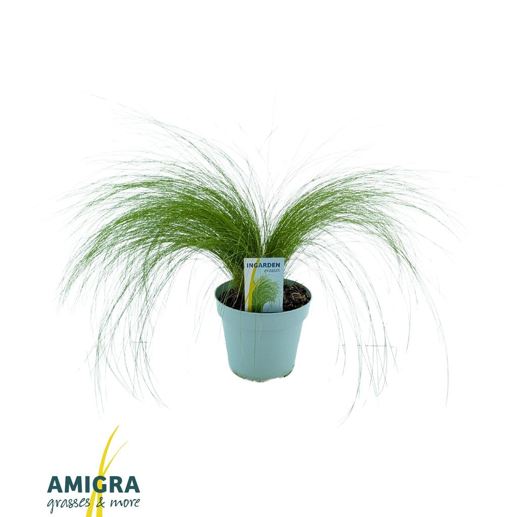 Picture of Stipa ten Ponytails P17 (2 Ltr)