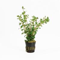 Rotala rotundifolia