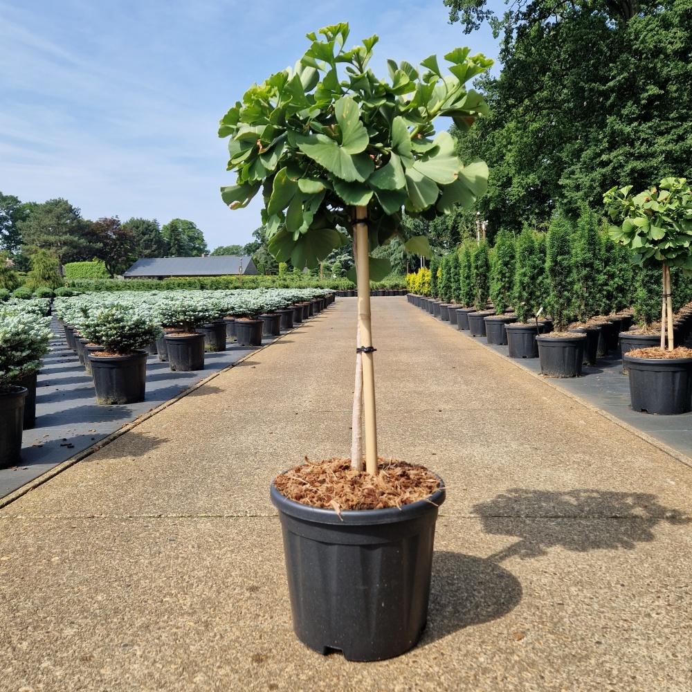 Afbeeldingen van Ginkgo biloba Mariken C11 80/STD