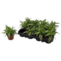 Chlorophytum Com Variegatum