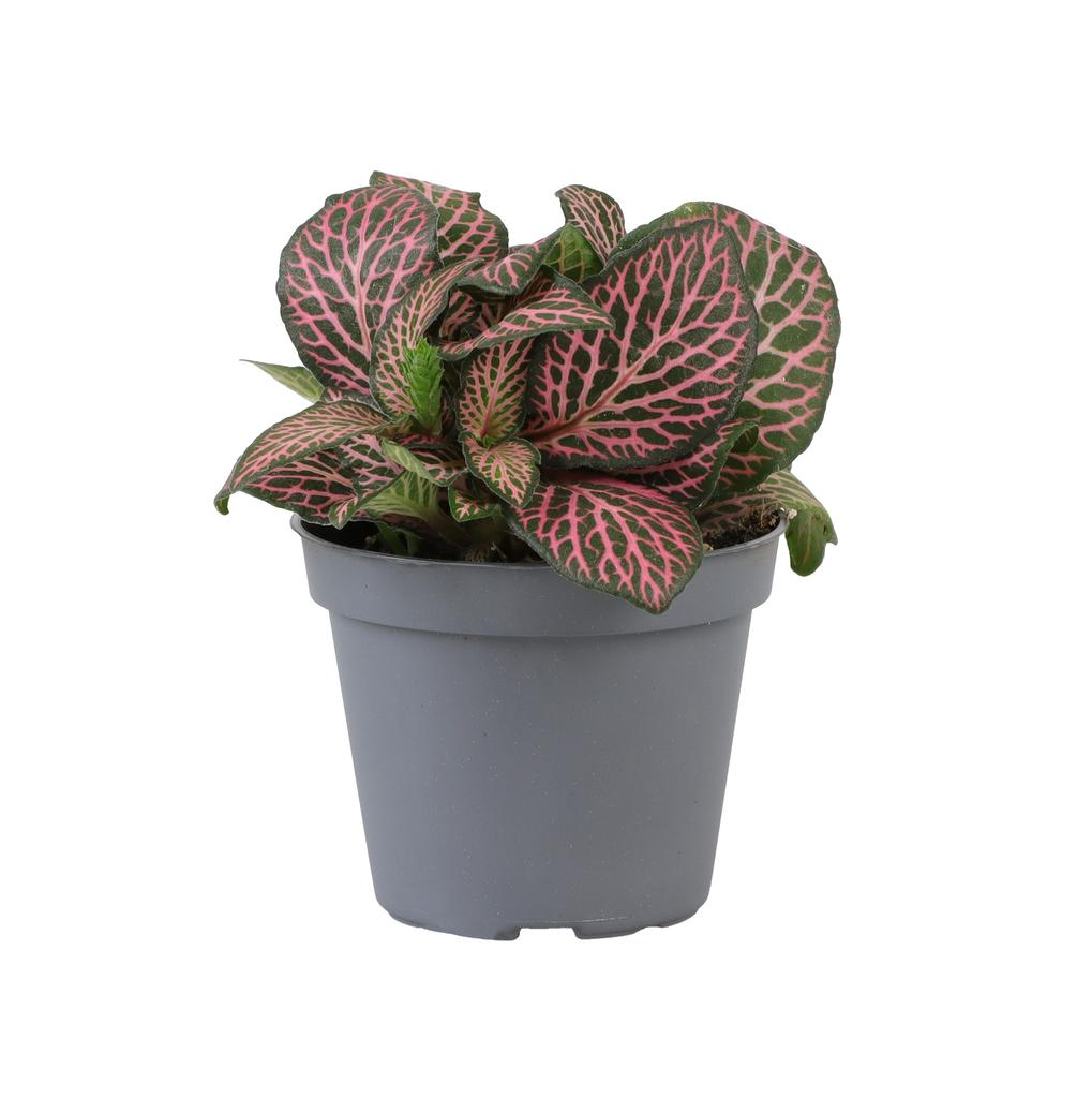 Picture of Fittonia Pink Specik® P6 8CM
