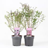 Syringa in soorten