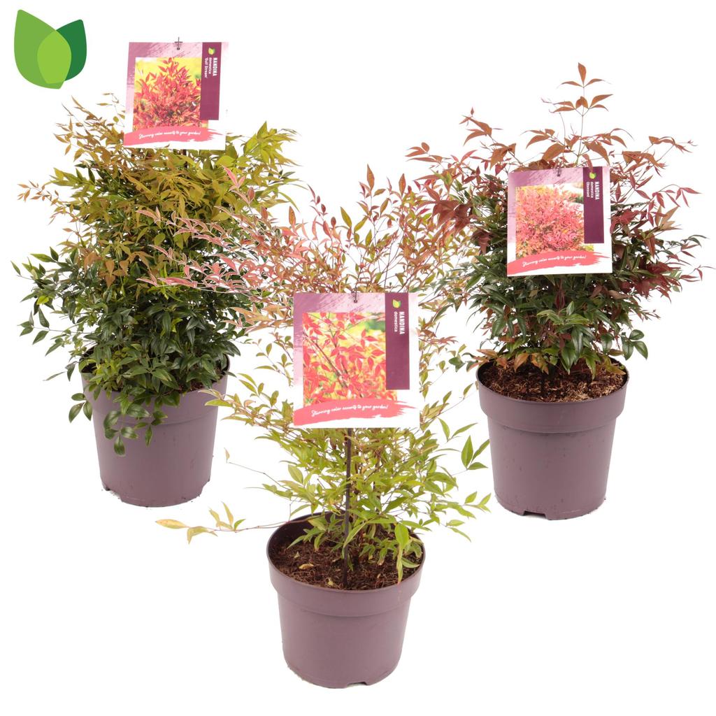 Picture of Nandina domestica in varieties P29 (10 Ltr)
