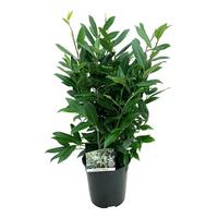 Prunus laur. Herbergii