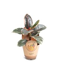 Ficus elastica ´Belize´